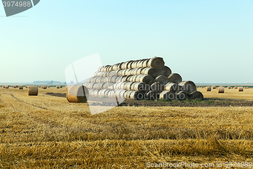 Image of cereal farming field  