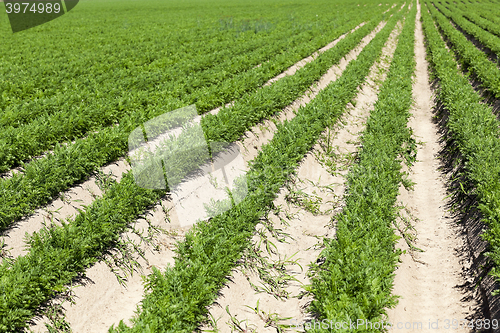 Image of Field with carrot  