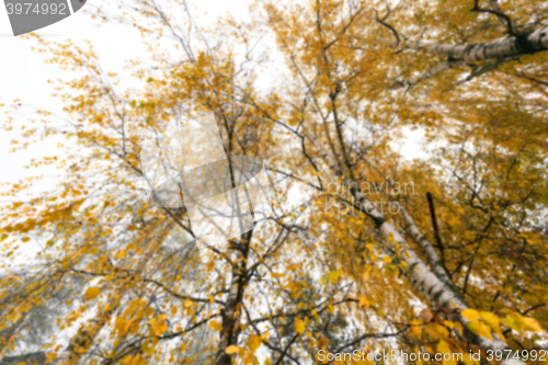 Image of Autumn Park, overcast  