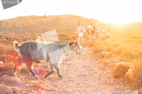 Image of Domestic goat in mountains.