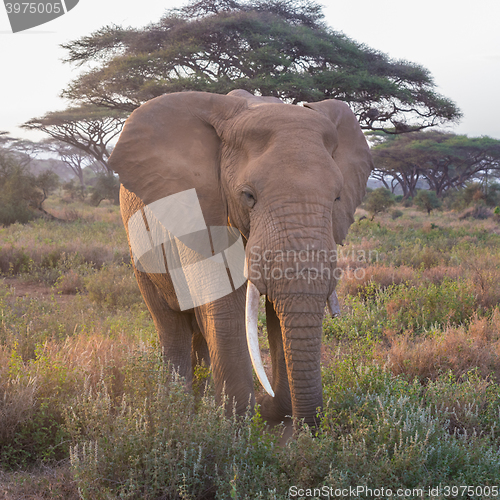 Image of Elephant in front of Kilimanjaro, Amboseli, Kenya.