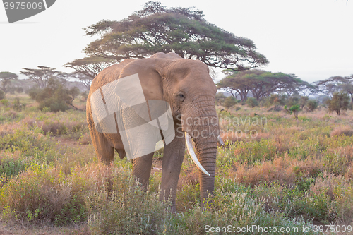 Image of Elephant in front of Kilimanjaro, Amboseli, Kenya.