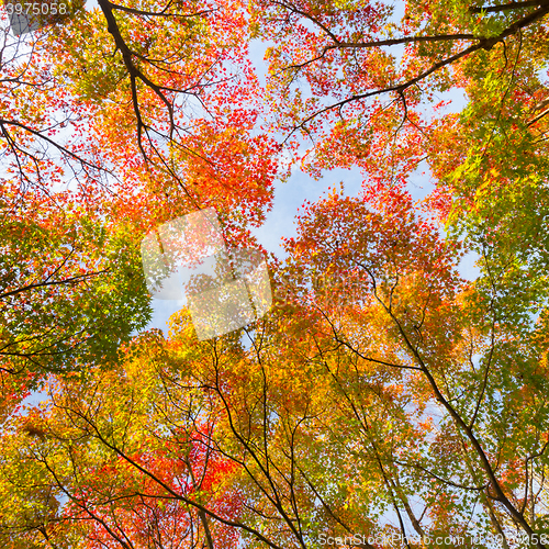 Image of Colorful autunm treetops.