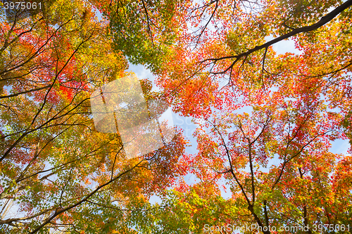 Image of Colorful autunm treetops.