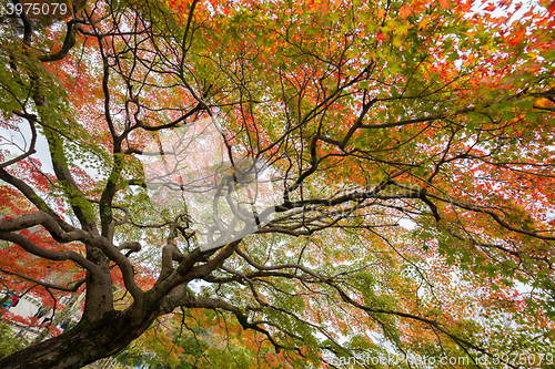 Image of Colorful autumn tree.