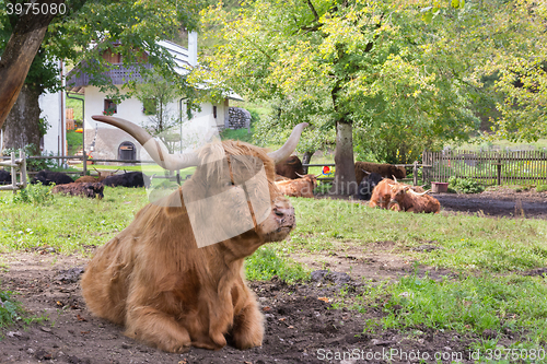 Image of Red haired Scottish highlander cow.