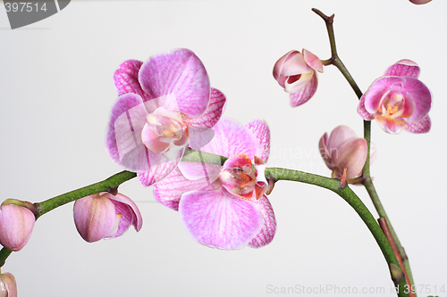 Image of Moth Orchid (Phalaenopsis orchidaceae)