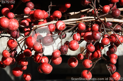Image of Close up of wild red berries