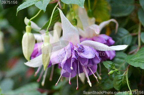 Image of Ballerina Flowers in the Gardens by the Bay, Singapore