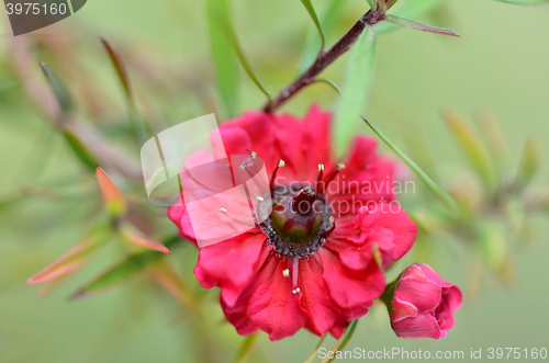 Image of Manuka myrtle white-pink flower blooming 