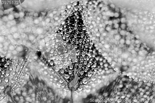 Image of Plant seeds with water drops