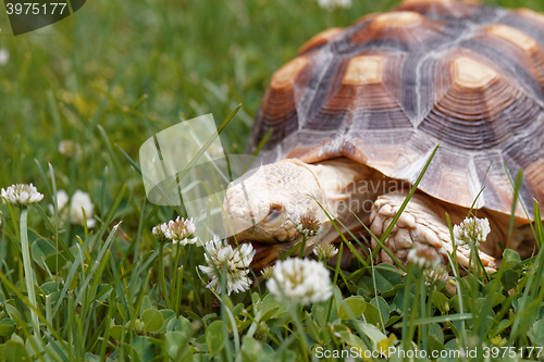 Image of African Spurred Tortoise