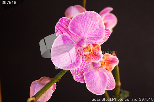 Image of Moth Orchid (Phalaenopsis orchidaceae)