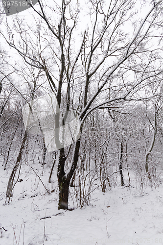 Image of Frozen forest