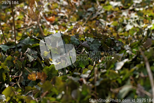 Image of English ivy