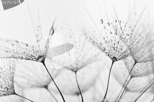 Image of Plant seeds with water drops