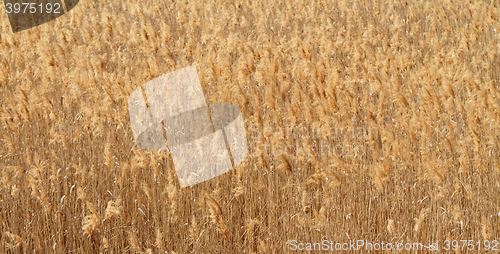 Image of Wheat field