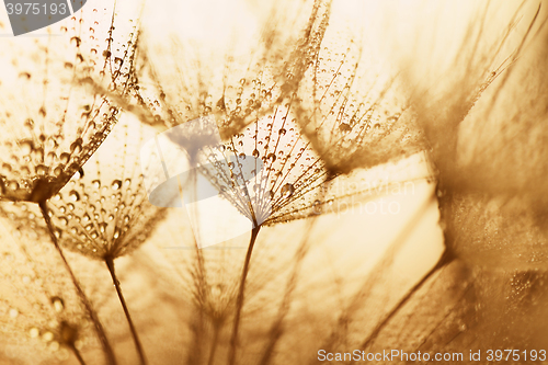 Image of Plant seeds with water drops