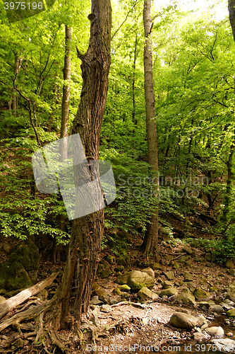 Image of Forest at spring