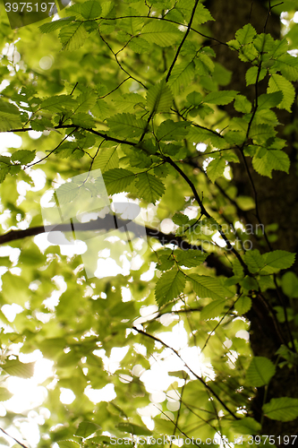 Image of Green leaf