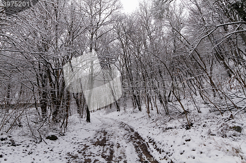Image of Frozen forest