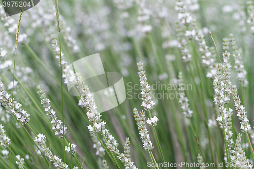 Image of White lavender flowers