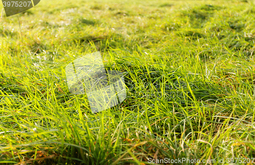 Image of Green grass