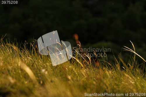 Image of Green grass