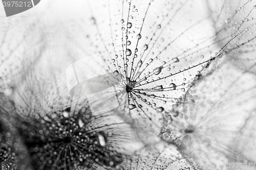 Image of Plant seeds with water drops