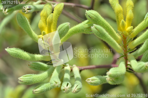 Image of Kangaroo paw plants in the Flower Dome