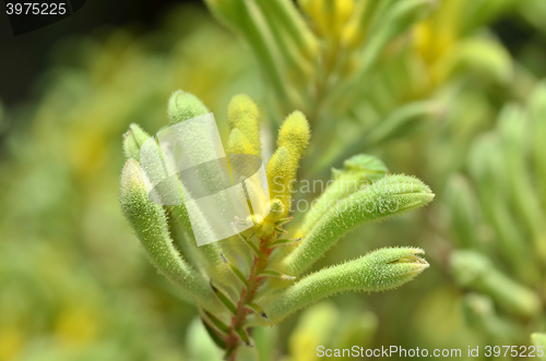 Image of  Kangaroo paw plants in the Flower Dome 