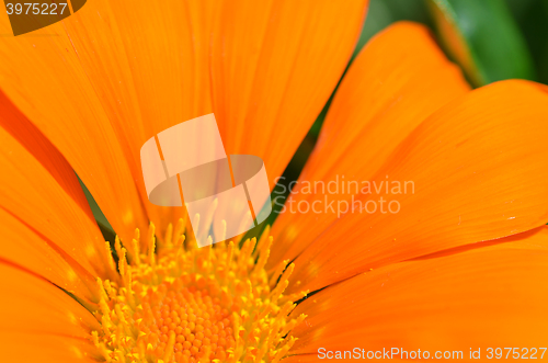 Image of Beautiful orange gazania flowers 