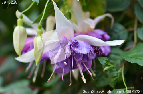 Image of Ballerina Flowers in the Gardens by the Bay, Singapore