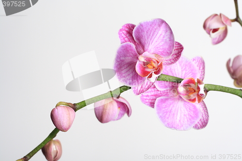 Image of Moth Orchid (Phalaenopsis orchidaceae)