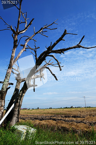 Image of Dried tree in the paddy field