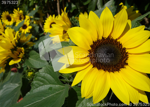 Image of Sunflowers in the field