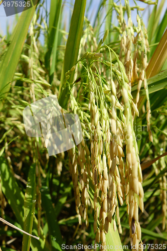 Image of The ripe paddy field is ready for harvest