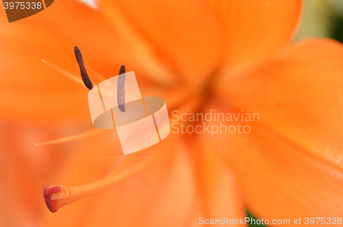 Image of Beautiful lily growing in garden