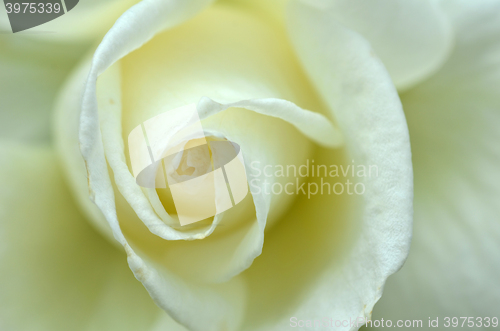 Image of Close up on a white rose