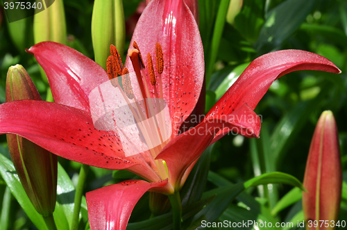 Image of Beautiful lily growing in garden