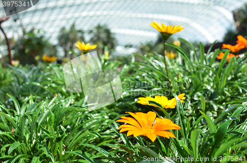 Image of Beautiful orange gazania flowers