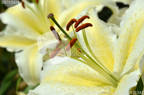 Image of White fresh lilly flowers with green leaves  