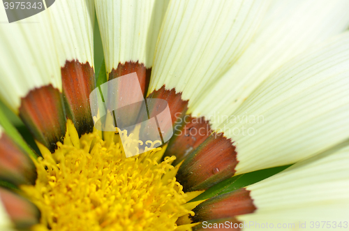 Image of Beautiful yellow white gazania flowers