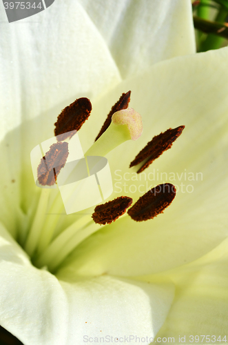 Image of Beautiful lily growing in garden