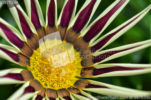 Image of Beautiful yellow purple gazania flowers