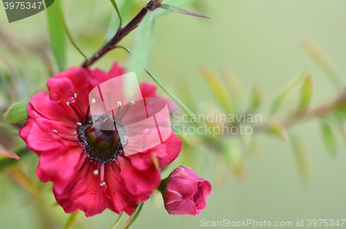 Image of Manuka myrtle white-pink flower blooming