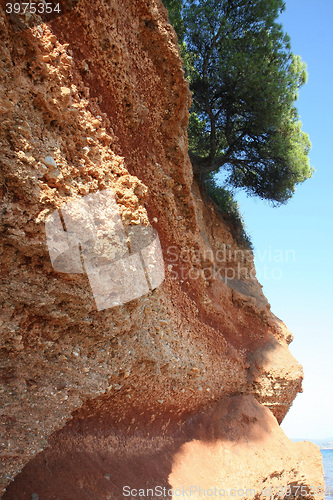 Image of Tree with roots on the coast rock