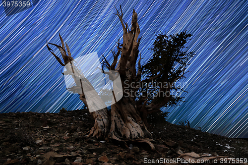 Image of Light Painted Landscape of  Stars in Bristlecone Pines