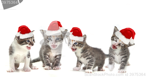 Image of Singing Christmas Kittens Wearing Red Hat