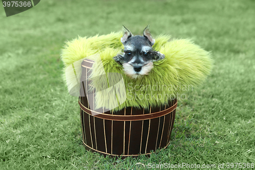 Image of Miniature Schnauzer Puppy Outdoors